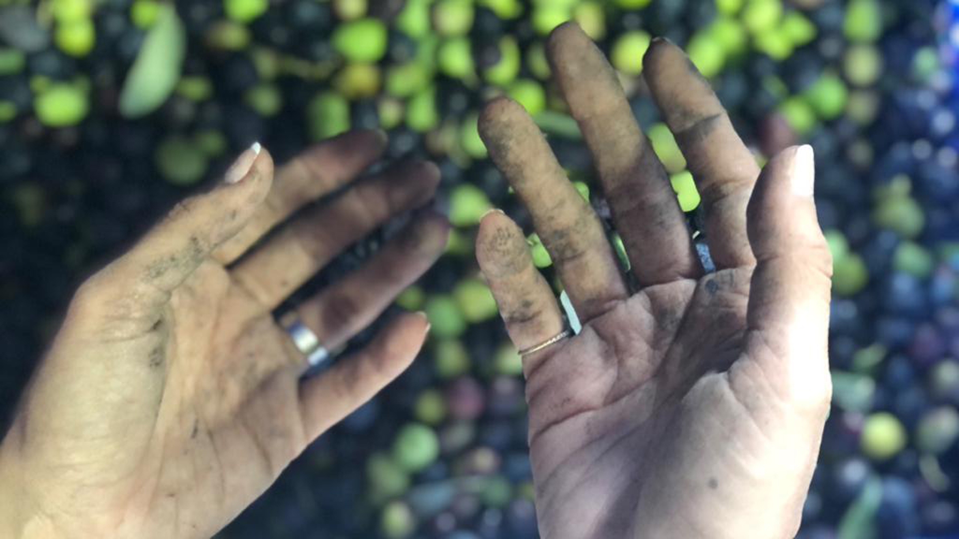 Zeytin Nasıl Hasat Edilir?